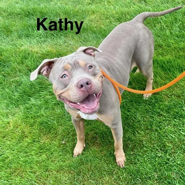 A young large-sized female Pit Bull Terrier dog named Kathy for adoption in Kent, WA