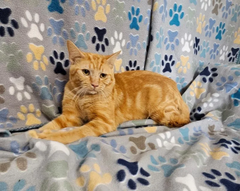 A young medium-sized male Domestic Short Hair cat named Pigtail for adoption in Wabash, IN