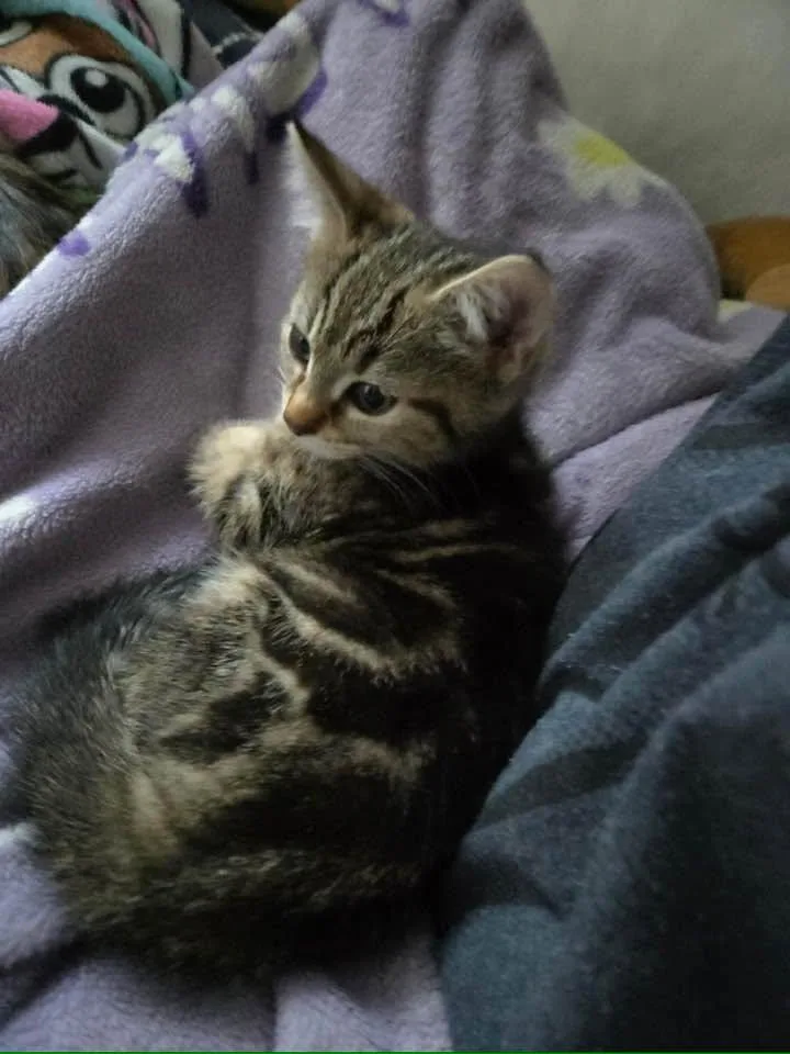 A baby medium-sized female Tabby (Brown / Chocolate) Domestic Short Hair cat named Paige & Juniper for adoption in Portland, ME