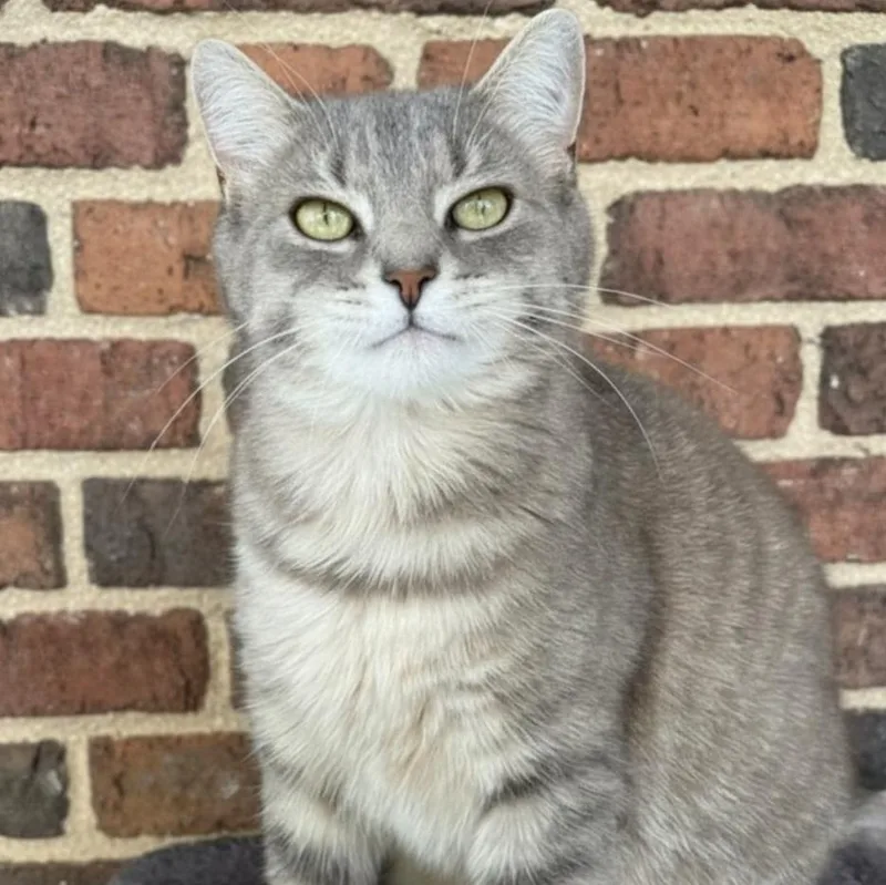 An adult medium-sized female Gray / Blue / Silver Domestic Short Hair cat named Ursula for adoption in Greensburg, PA