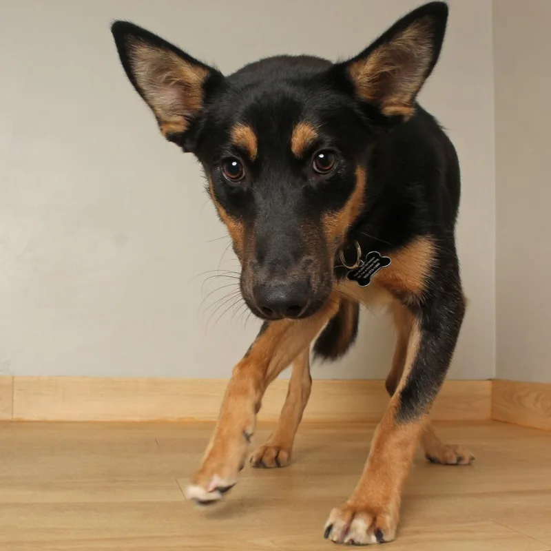 A young medium-sized male Black Australian Cattle Dog / Blue Heeler dog named Grasshopper D for adoption in Minnetonka, MN