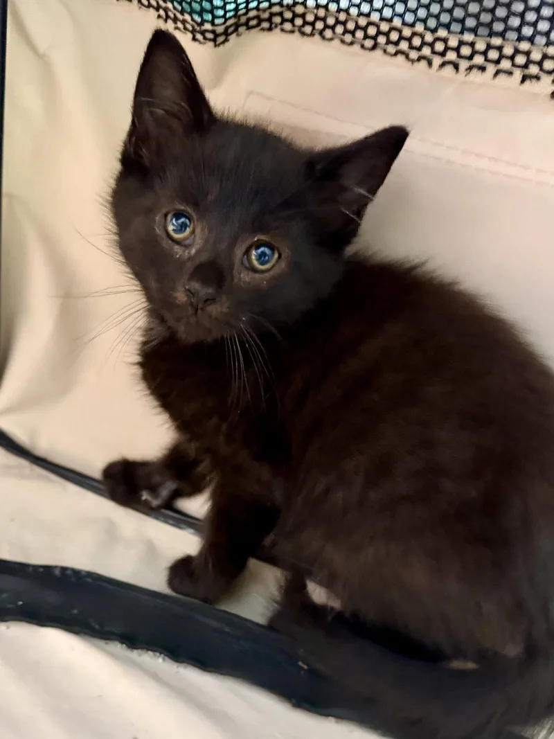 A baby medium-sized male Black Domestic Short Hair cat named Zoom for adoption in Georgetown, KY
