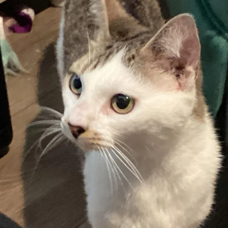 A young medium-sized female Domestic Short Hair cat named Maria for adoption in Clayton, NC