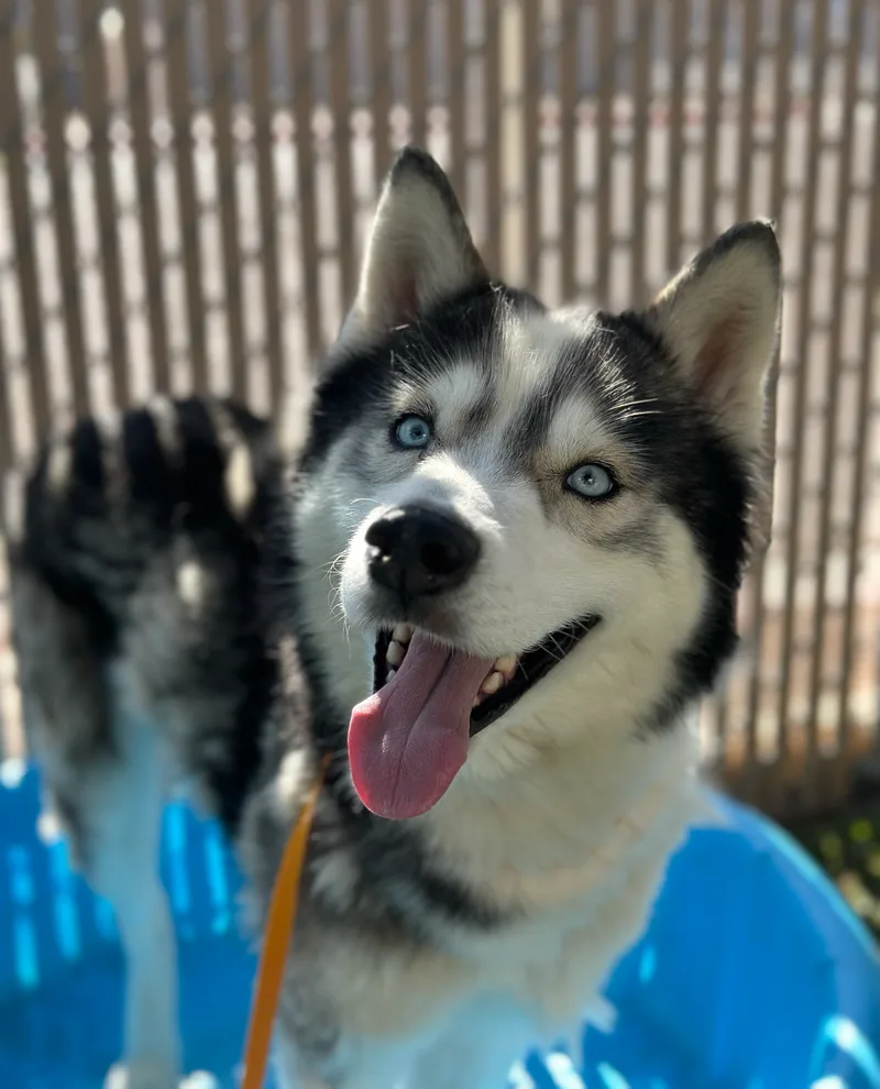 A young medium-sized male Black Siberian Husky dog named Snoopy for adoption in Scottsdale, AZ