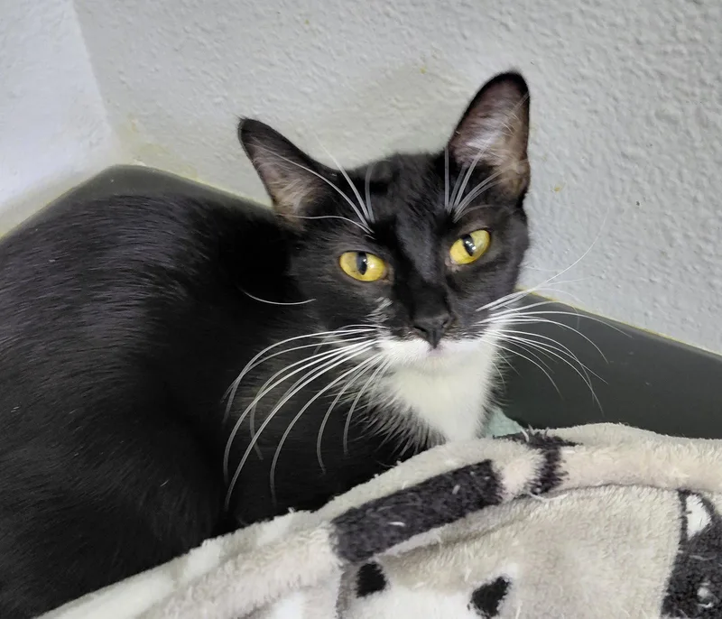 An adult small-sized female Black & White / Tuxedo Domestic Short Hair cat named London for adoption in Montello, WI