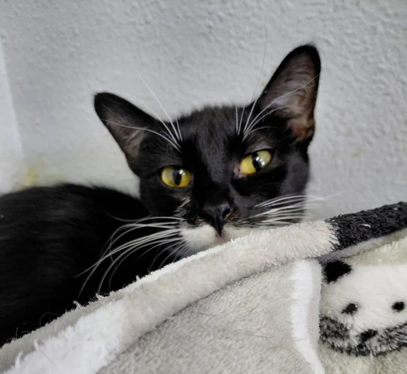 London thumbnail 2