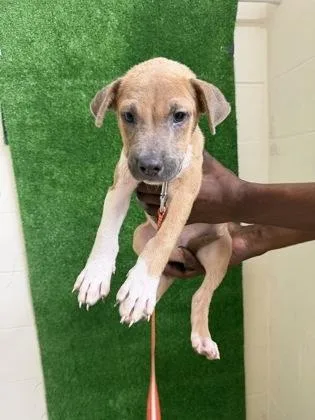 A baby small-sized male Terrier dog named Bambi for adoption in Gainesville, FL