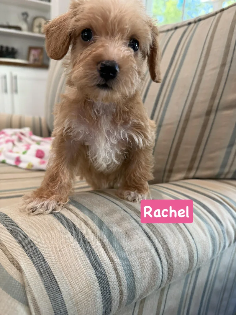 Friends group Rachel