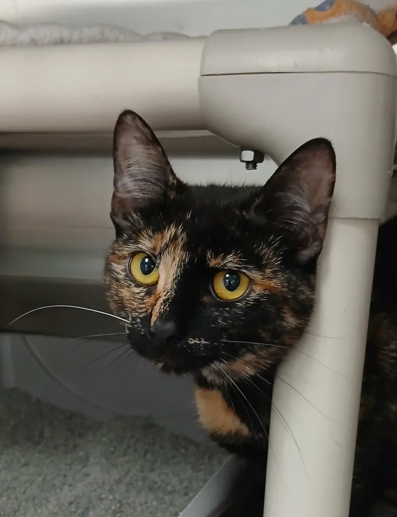 Nikita