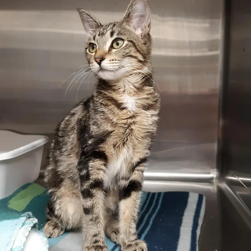 A baby small-sized female Brown / Chocolate Domestic Short Hair cat named Bug for adoption in Spokane, WA