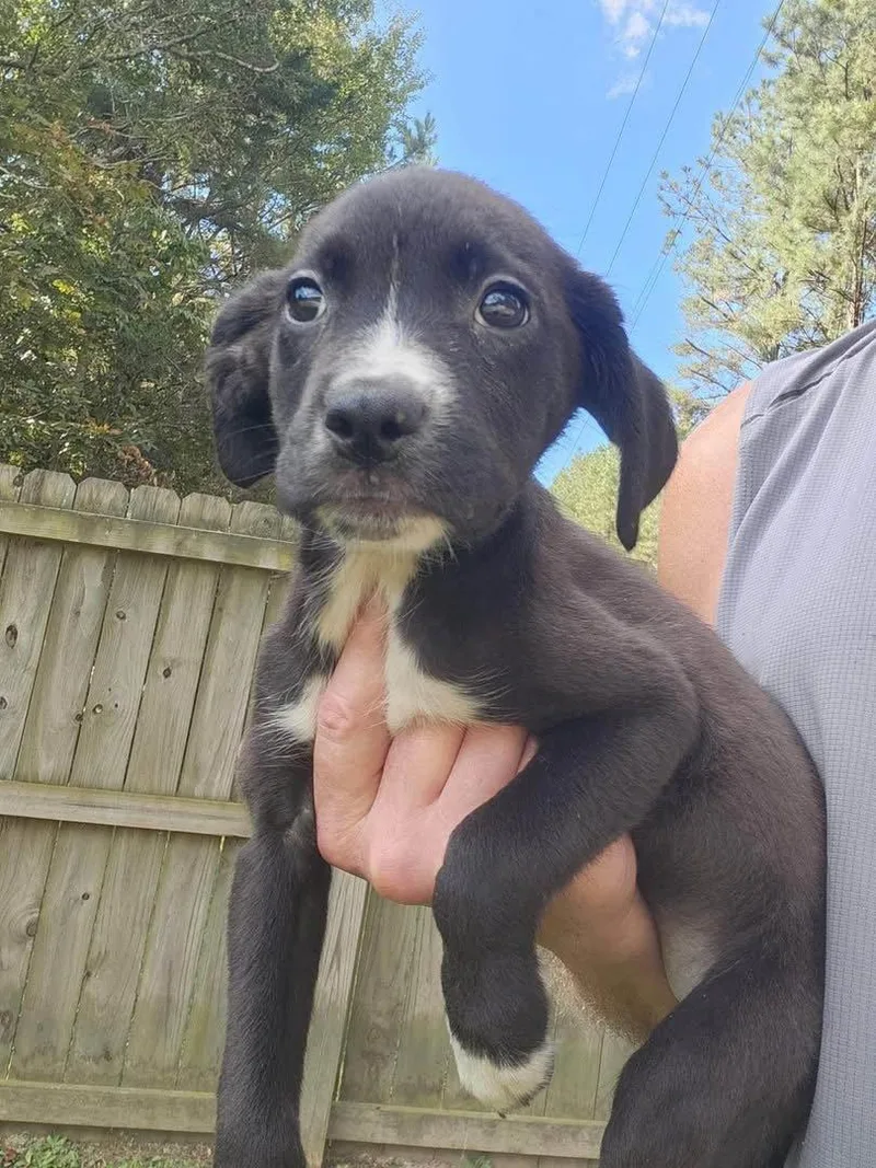 A baby medium-sized female Mixed Breed dog named Belly for adoption in Holbrook, NY