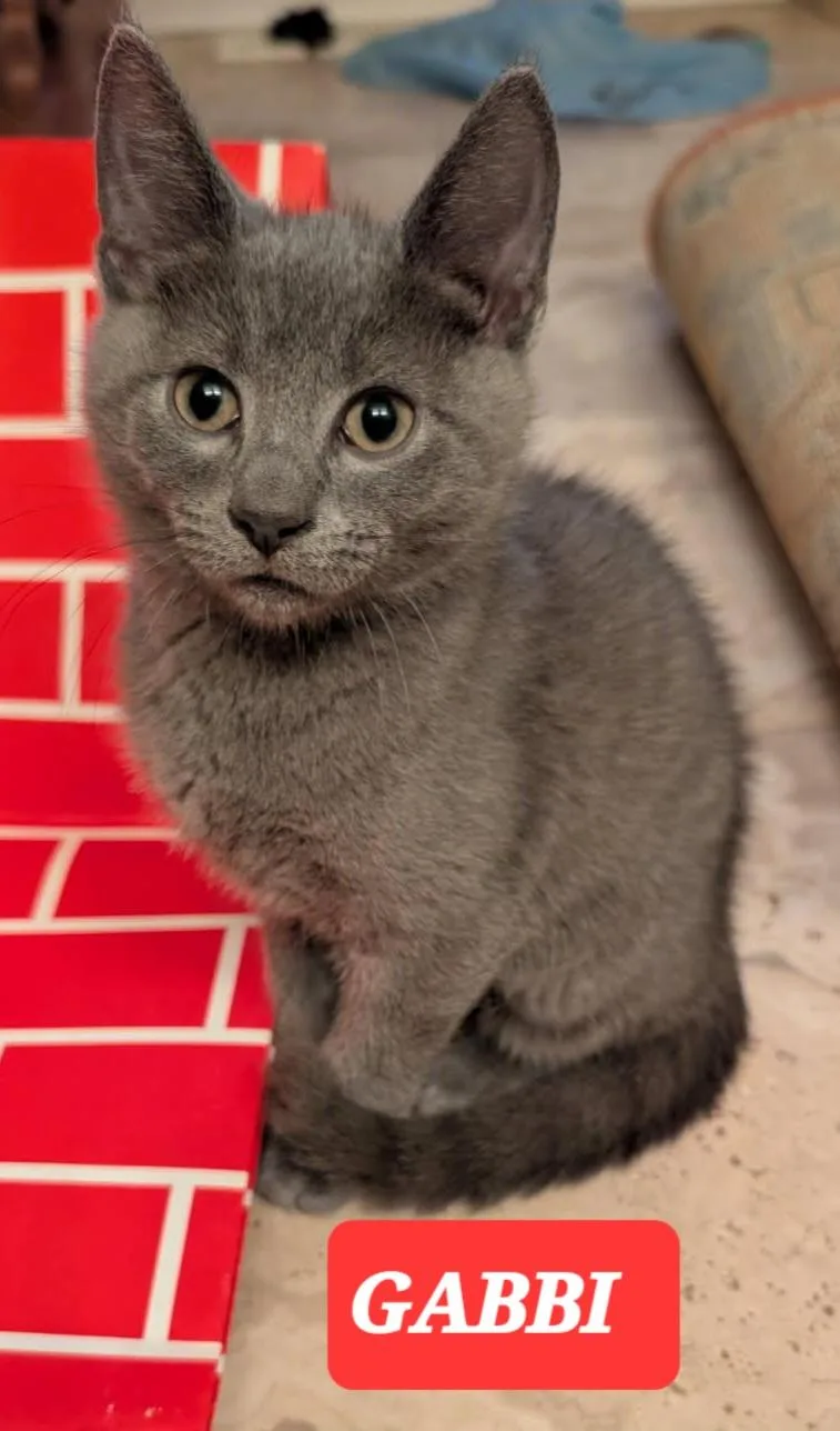 Gabbi thumbnail 4
