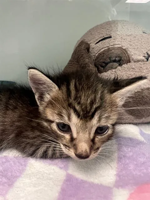 A baby large-sized female Domestic Short Hair cat named Minny for adoption in Dallas, TX
