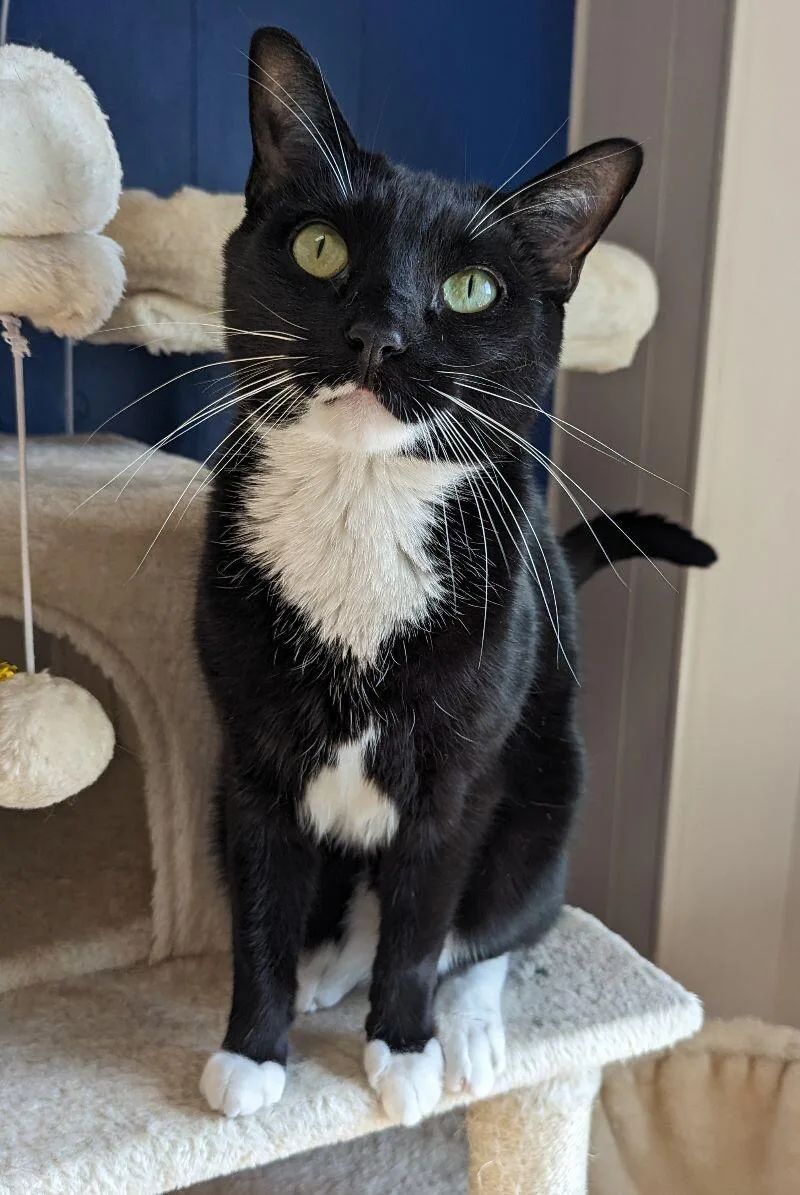 An adult large-sized male Domestic Short Hair cat named Minnow for adoption in Yankton, SD