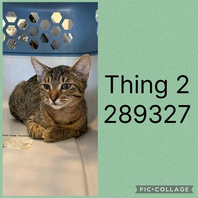 A baby small-sized male Domestic Short Hair cat named Thing for adoption in Macon, GA