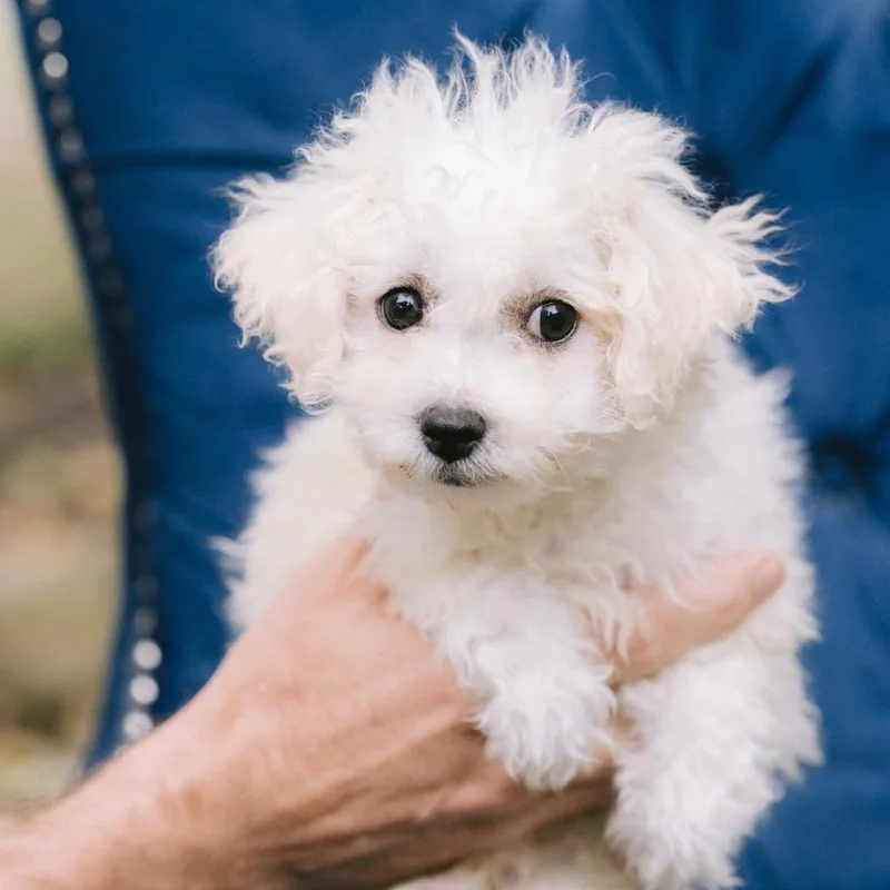 A baby small-sized female Bichon Frise dog named Mango Tango for adoption in Zionsville, IN