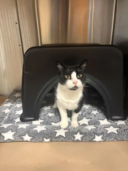 An adult medium-sized female Domestic Medium Hair cat named Poppy for adoption in Kennewick, WA