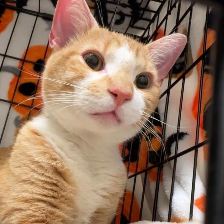 A young medium-sized male Orange & White Domestic Short Hair cat named Jp for adoption in New york, NY