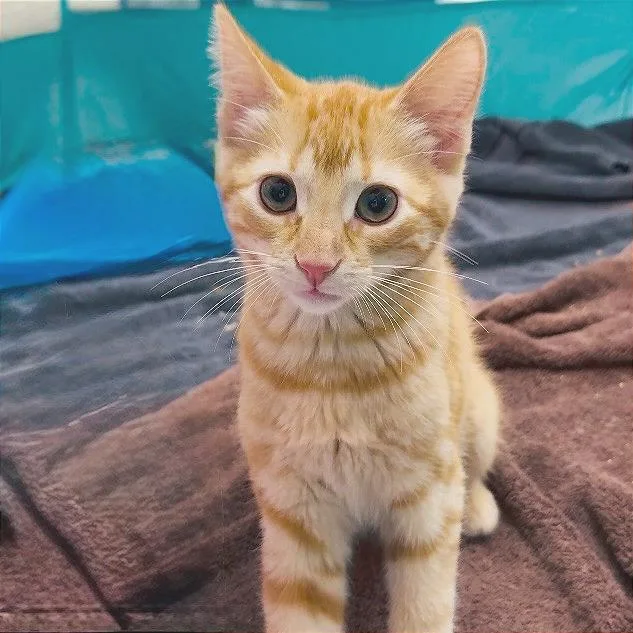 A baby small-sized female Orange / Red Domestic Short Hair cat named Xina for adoption in Pleasant Hill, CA