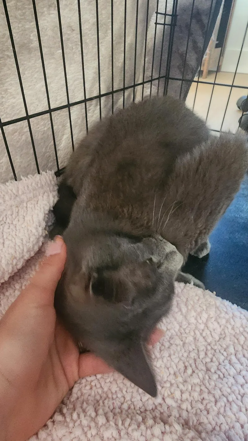 Mary Jane thumbnail 2