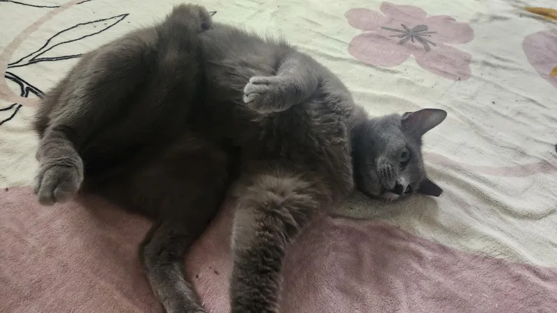 Mary Jane thumbnail 4