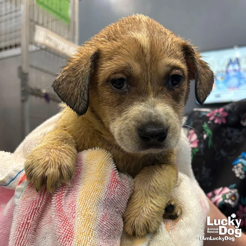 A baby large-sized male Retriever dog named Lupsi for adoption in Washington, DC