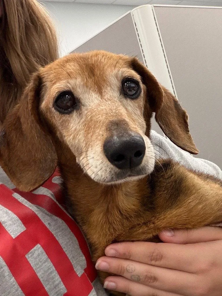 A senior small-sized female Dachshund dog named Winnie for adoption in Tarboro, NC