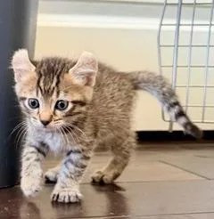 A baby small-sized male Domestic Long Hair cat named Twinkie for adoption in Camarillo, CA