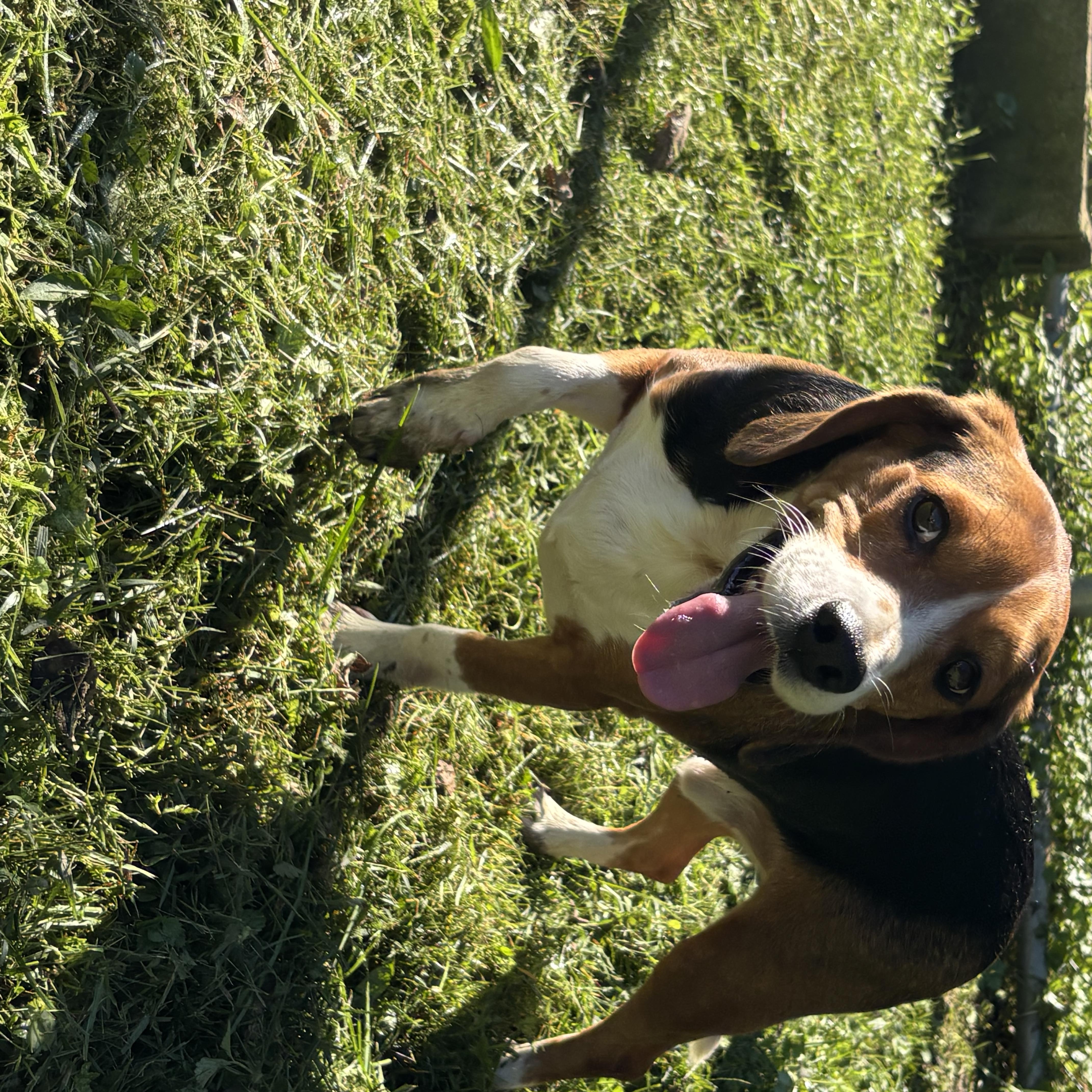 A young medium-sized male Beagle dog named Boone for adoption in Circleville, OH