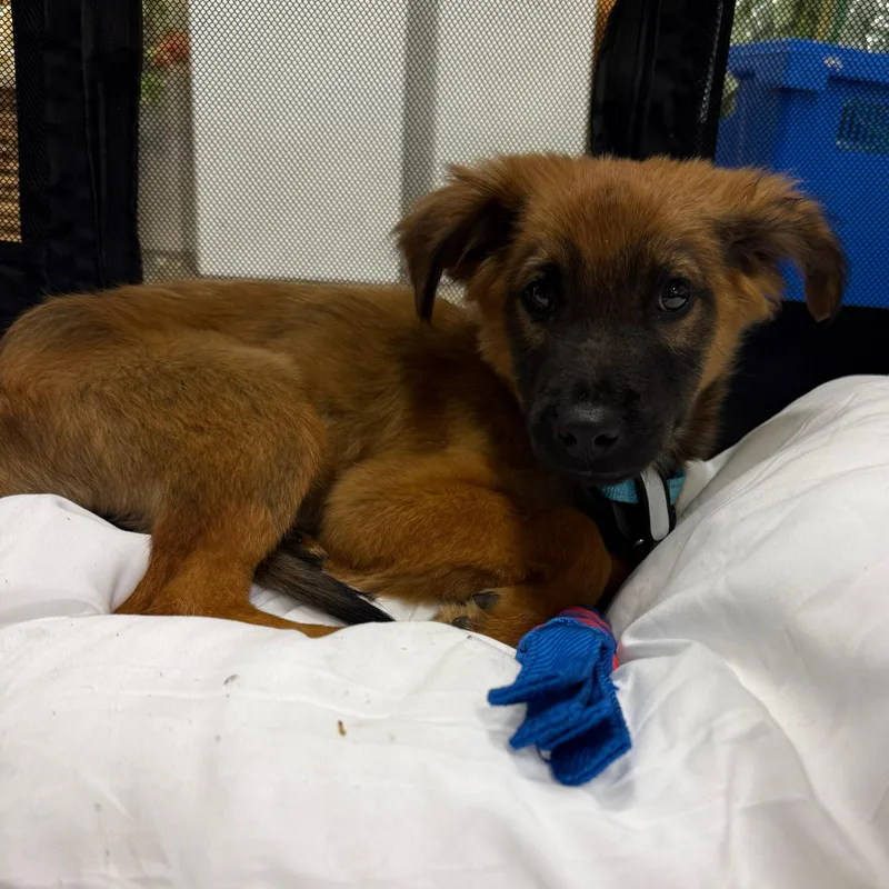 A baby medium-sized male Bicolor Shepherd dog named Moose for adoption in Baldwin, MD
