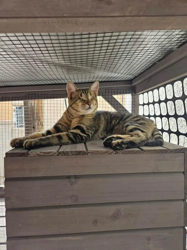 A young medium-sized male Tabby (Brown / Chocolate) Domestic Short Hair cat named Topo Chico for adoption in Albuquerque, NM