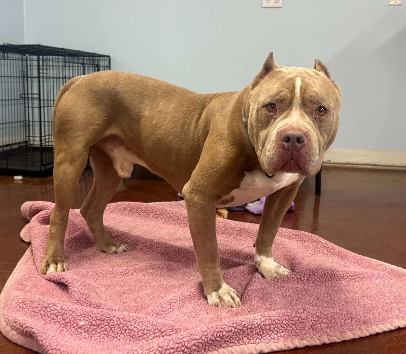 A senior medium-sized male Pit Bull Terrier dog named Romeo for adoption in Shelbyville, KY