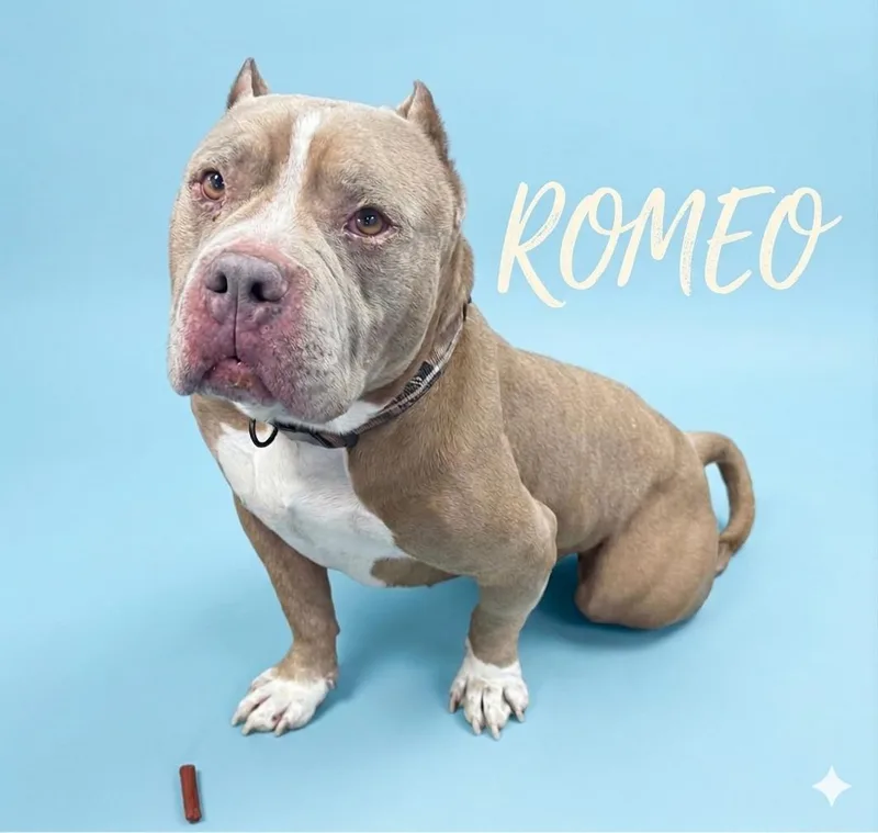 Romeo thumbnail 3