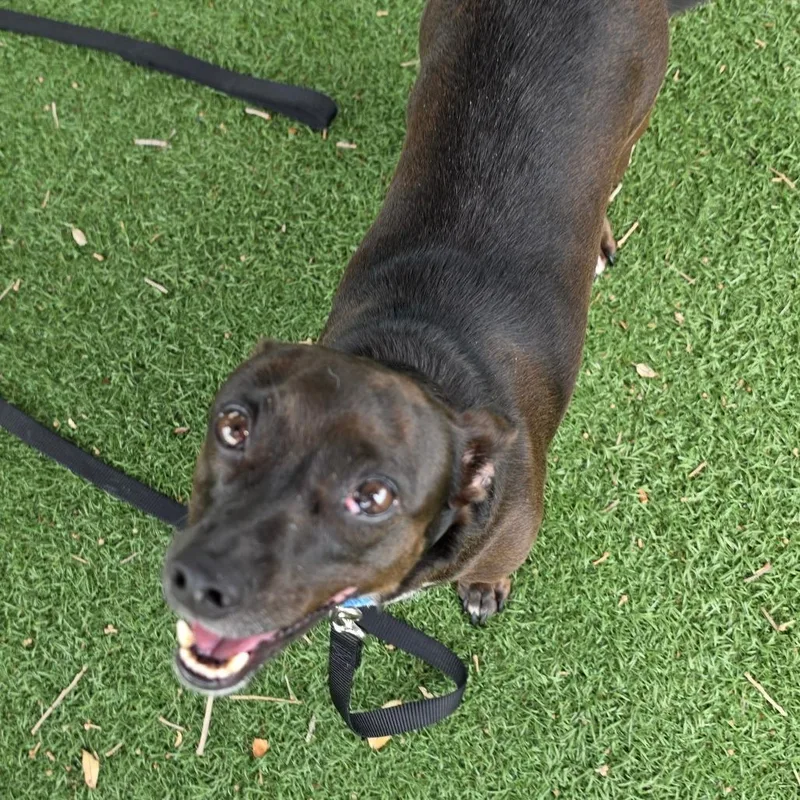 An adult small-sized female Black Mixed Breed dog named Ella for adoption in Naples, FL