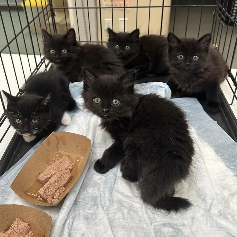 A baby small-sized female Black Domestic Long Hair cat named Rose for adoption in Westminster, CA