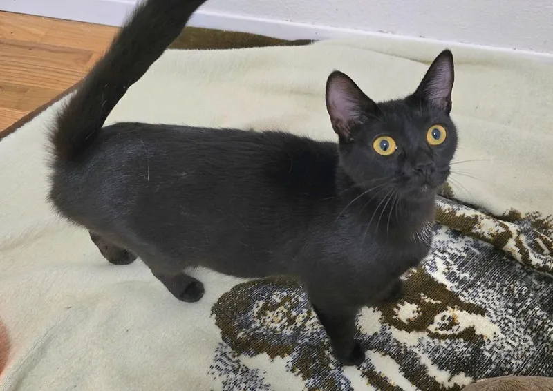 A young medium-sized female Black Domestic Short Hair cat named Mama for adoption in Vancouver, WA