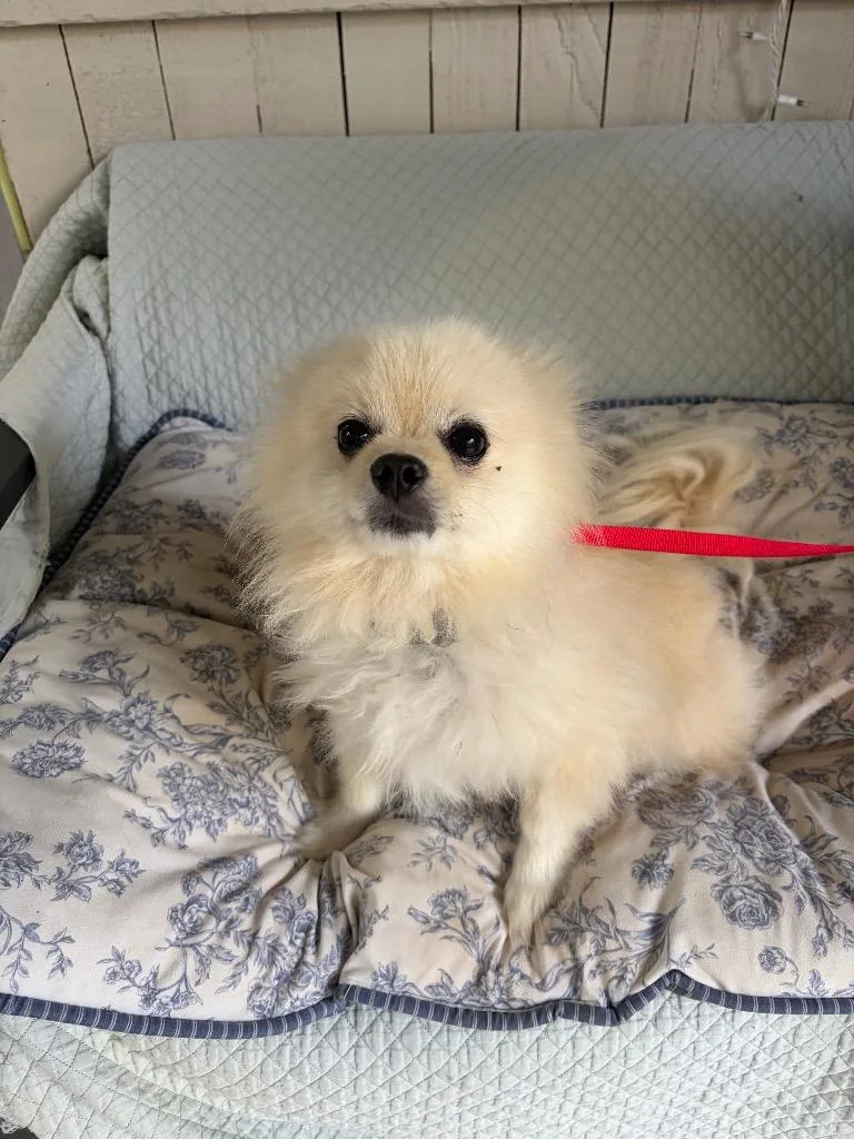 An adult small-sized male Pomeranian dog named Crash Davis for adoption in Fort Worth, TX