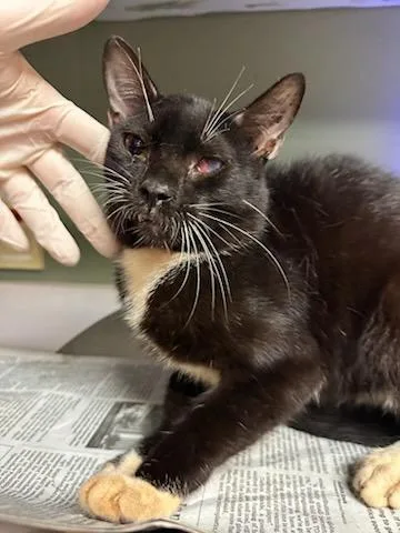 A young small-sized male Domestic Short Hair cat named Biscuit Bandit for adoption in Jacksonville, FL