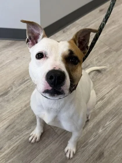 An adult medium-sized female White / Cream Pit Bull Terrier dog named Faye for adoption in Florence, OR