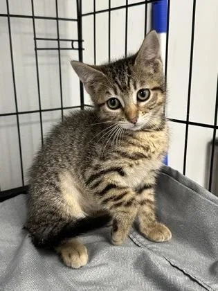 A baby small-sized female Domestic Short Hair cat named Penny for adoption in West Chester, PA