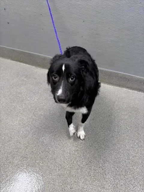 A young medium-sized female Border Collie dog named Honey Mustard for adoption in Las Vegas, NV