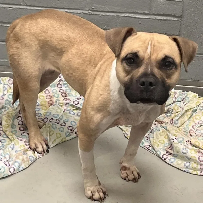 An adult medium-sized female Yellow / Tan / Blond / Fawn Mixed Breed dog named Twinkie for adoption in Allentown, PA