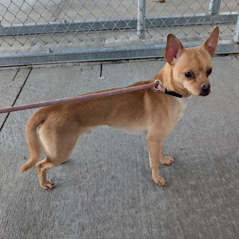 An adult small-sized male Yellow / Tan / Blond / Fawn Chihuahua dog named Rocky for adoption in Emporia, KS