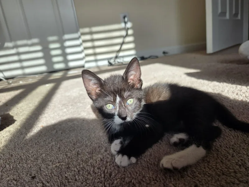 Tux