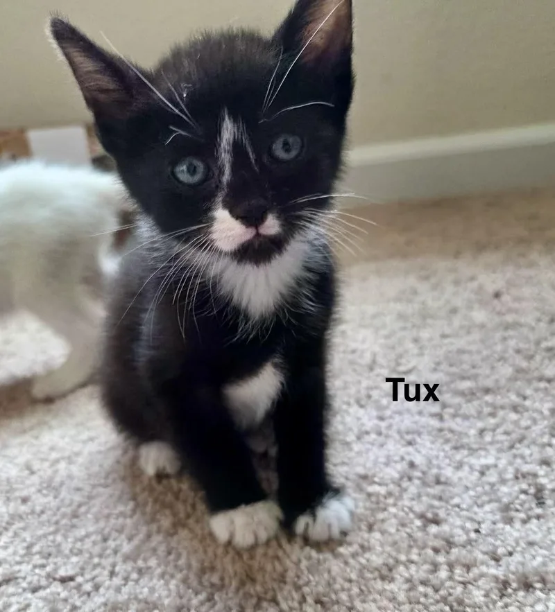 Tux thumbnail 5