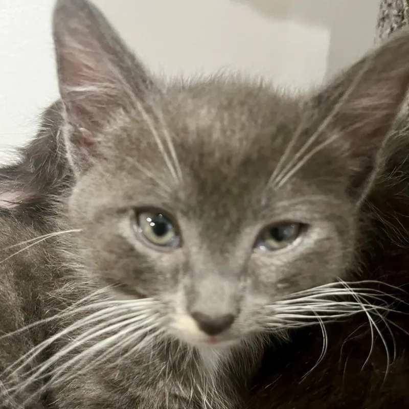 A baby medium-sized male Gray & White Tuxedo cat named Zorro for adoption in Woodbridge, VA