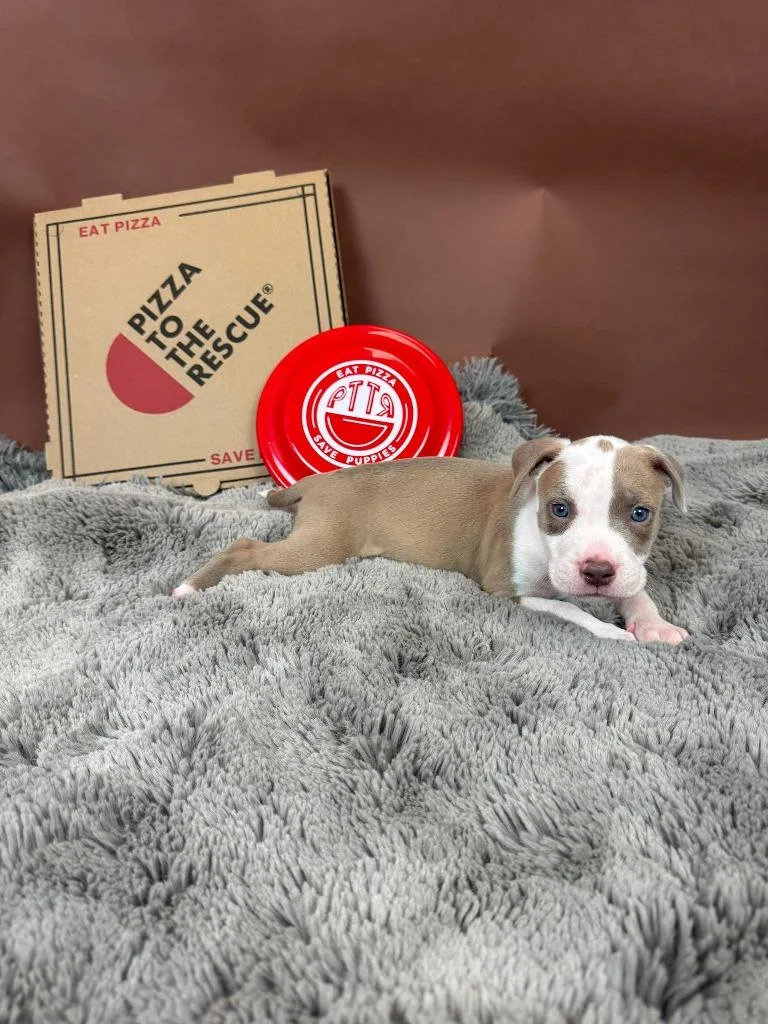 Carne Amore thumbnail 3