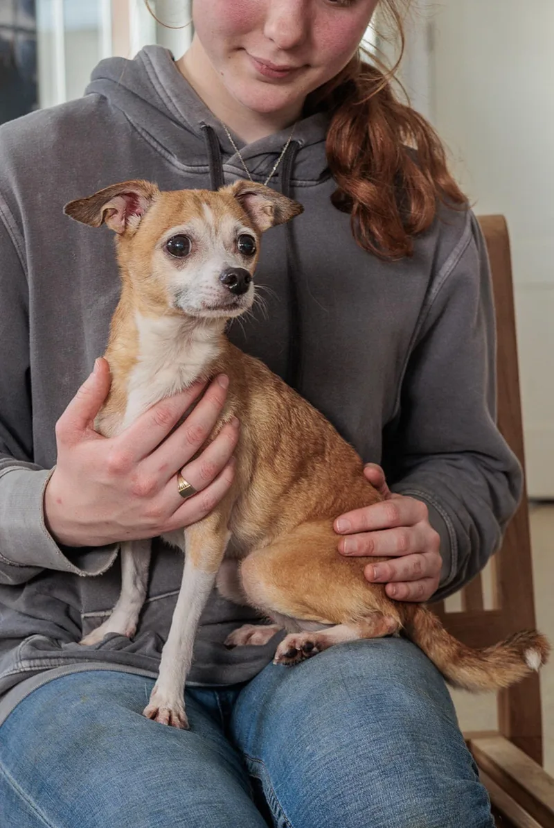 An adult small-sized male Chihuahua dog named Mochi for adoption in Chester Springs, PA