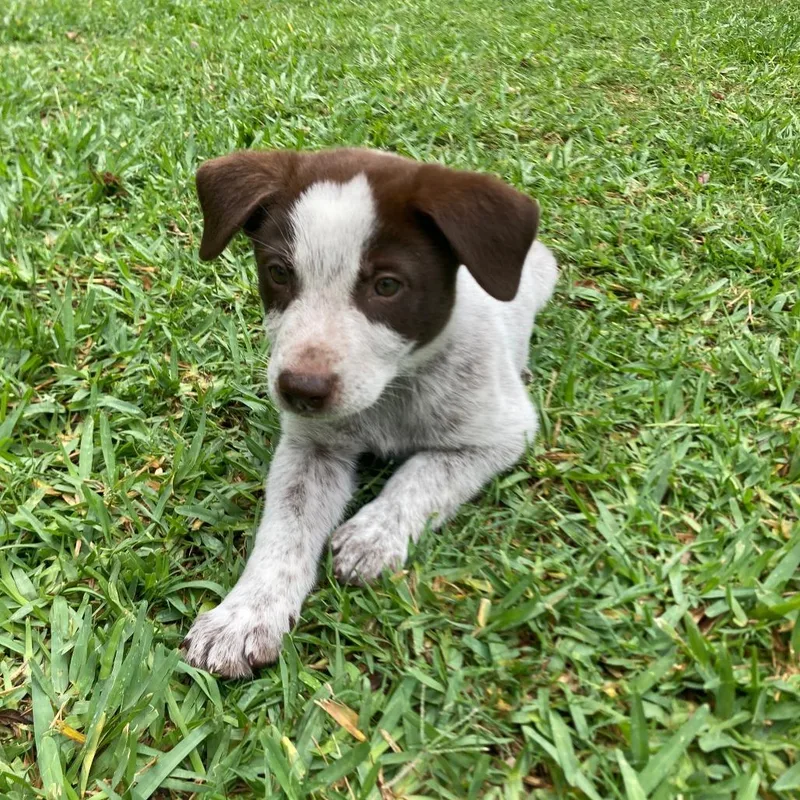 A baby medium-sized male Brown / Chocolate Mixed Breed dog named Buster Brown for adoption in Floresville, TX