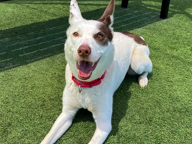 A young large-sized female Border Collie dog named Rhapsody for adoption in Tustin, CA